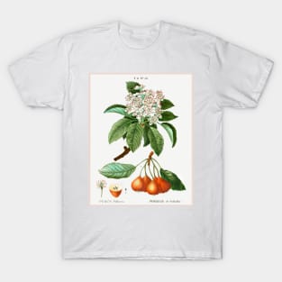 Shipova (Pyrus pollveria) T-Shirt